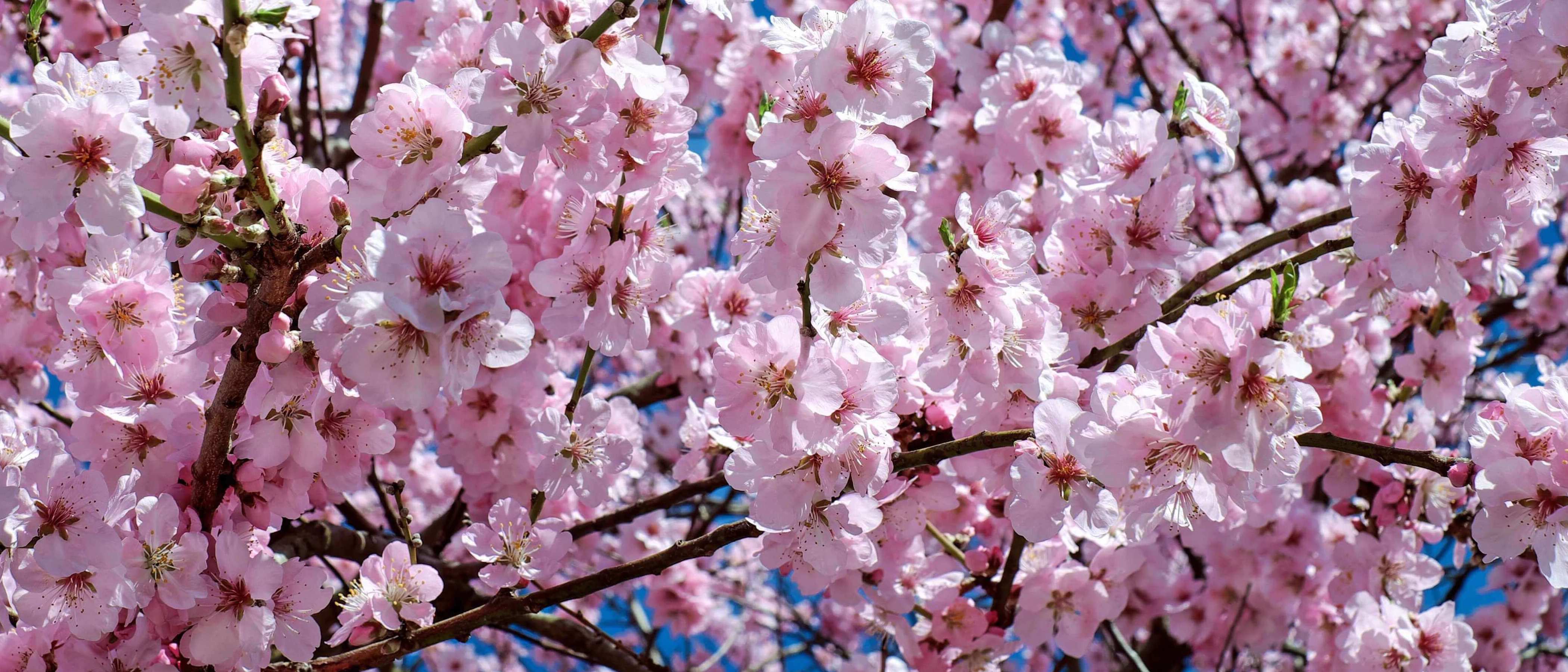 Japanese cherry trees 2168858